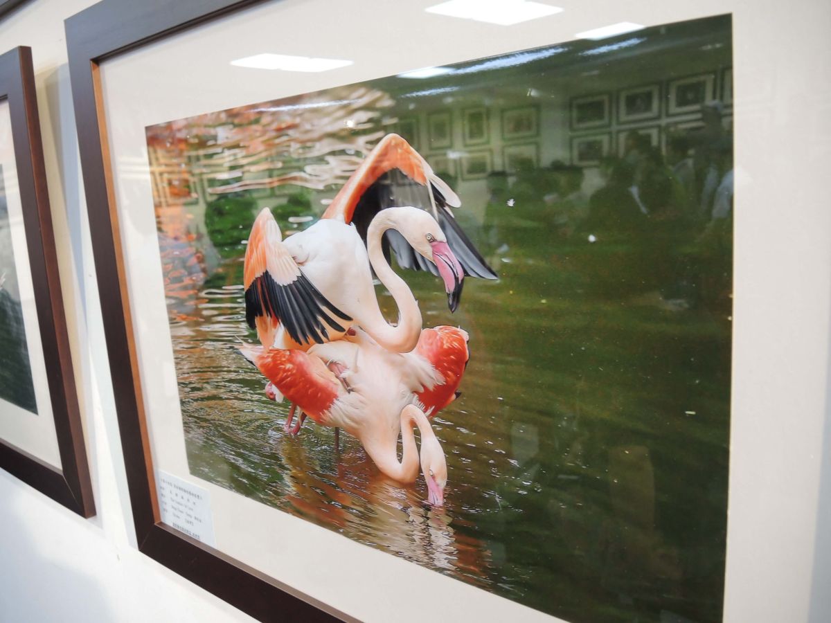 ▲員林國際攝影藝術展覽在員林市立美術館展出，為國內攝影藝術愛好者帶來年度創作的多元視野。（圖／記者陳雅芳攝，2019.01.06）