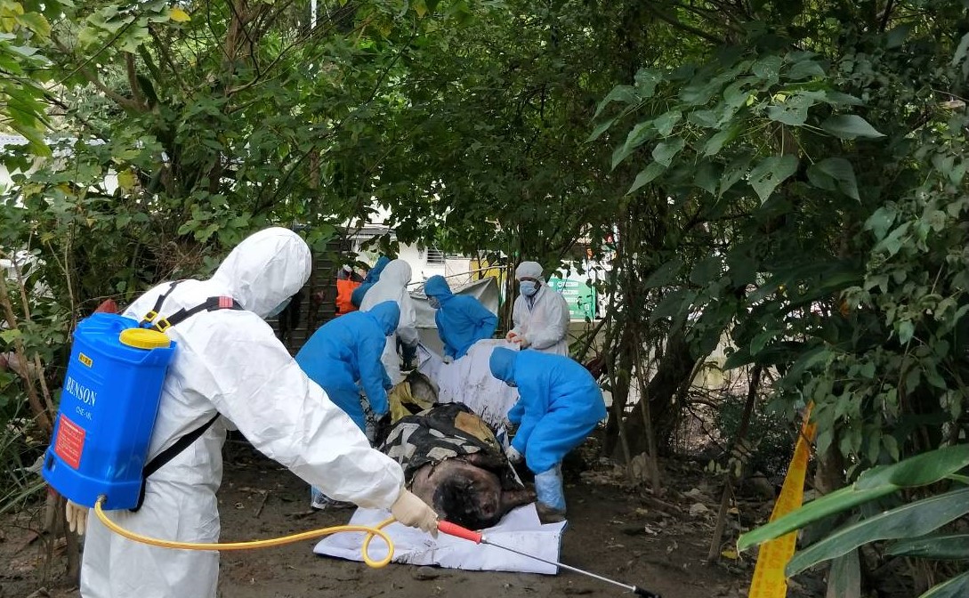 動保處搬運麝香豬屍並同步進行環境消毒。（圖／北市動保處提供）