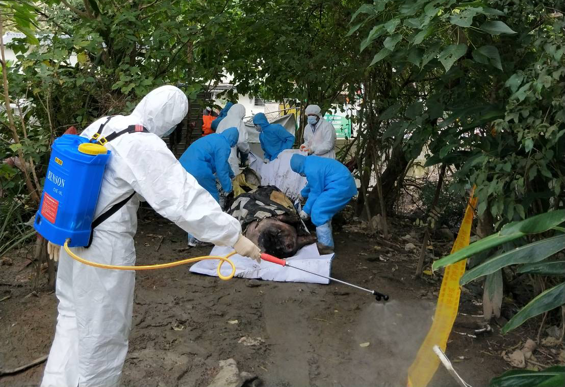 ▲台北市大安區昨（ 7 ）日發現重約 300 斤麝香豬屍體，台北市動保處證實未檢出非洲豬瘟病毒。（圖／台北市動保處）