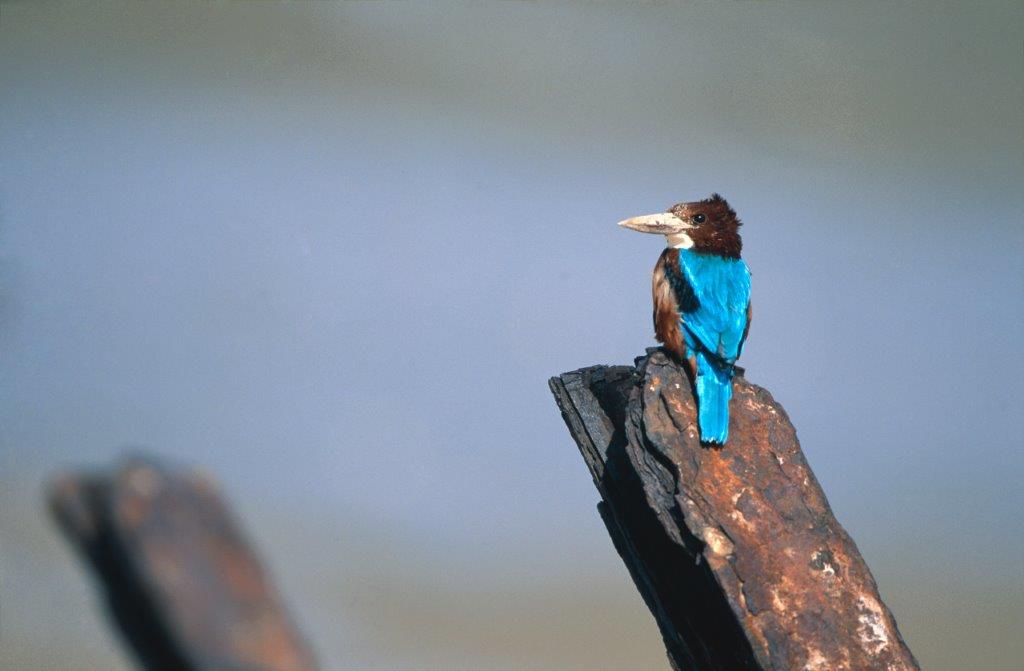 ▲蒼翡翠亮麗羽毛，吸引鳥友目光。（圖／金管處提供, 2019.01.09）