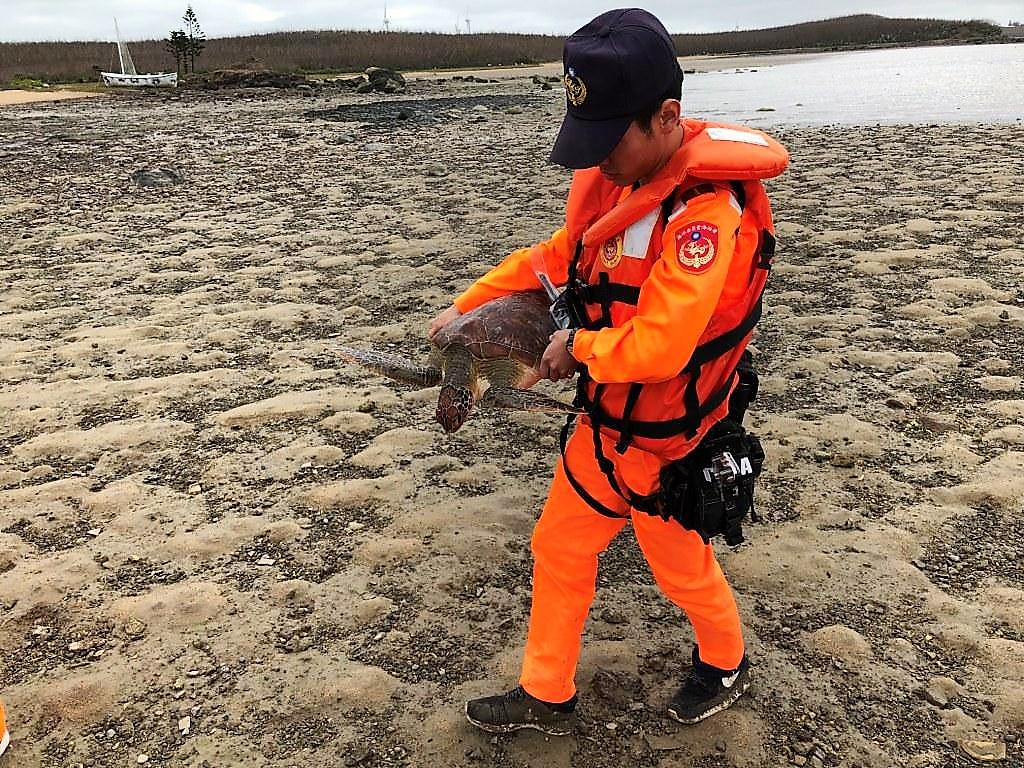 ▲澎湖海域最近發現多隻受傷海龜竟然都有遭利器攻擊痕跡令保育人士相當擔憂(圖／海巡第七岸巡提供)