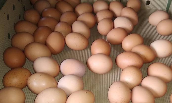 又現毒雞蛋　4.6萬台斤流入雙北　逾46萬毒蛋被吃下肚？
