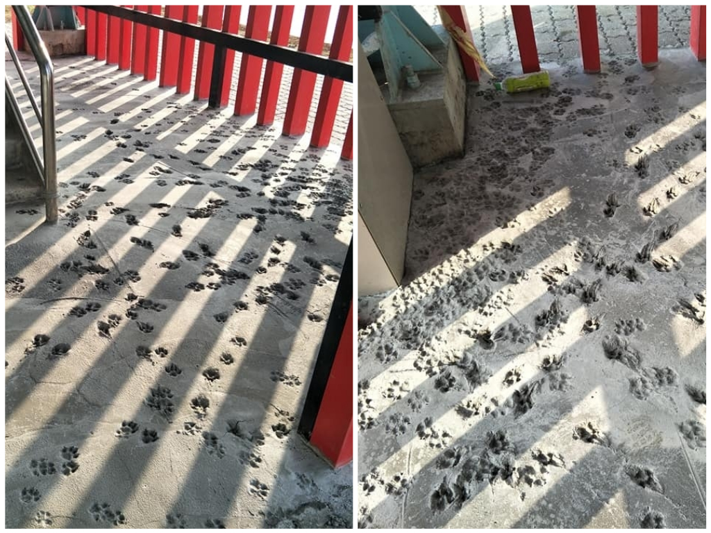 ▲網友在路上看見滿是狗腳印的水泥地，臉都綠了。(圖 / 翻攝自臉書「爆癈公社」)