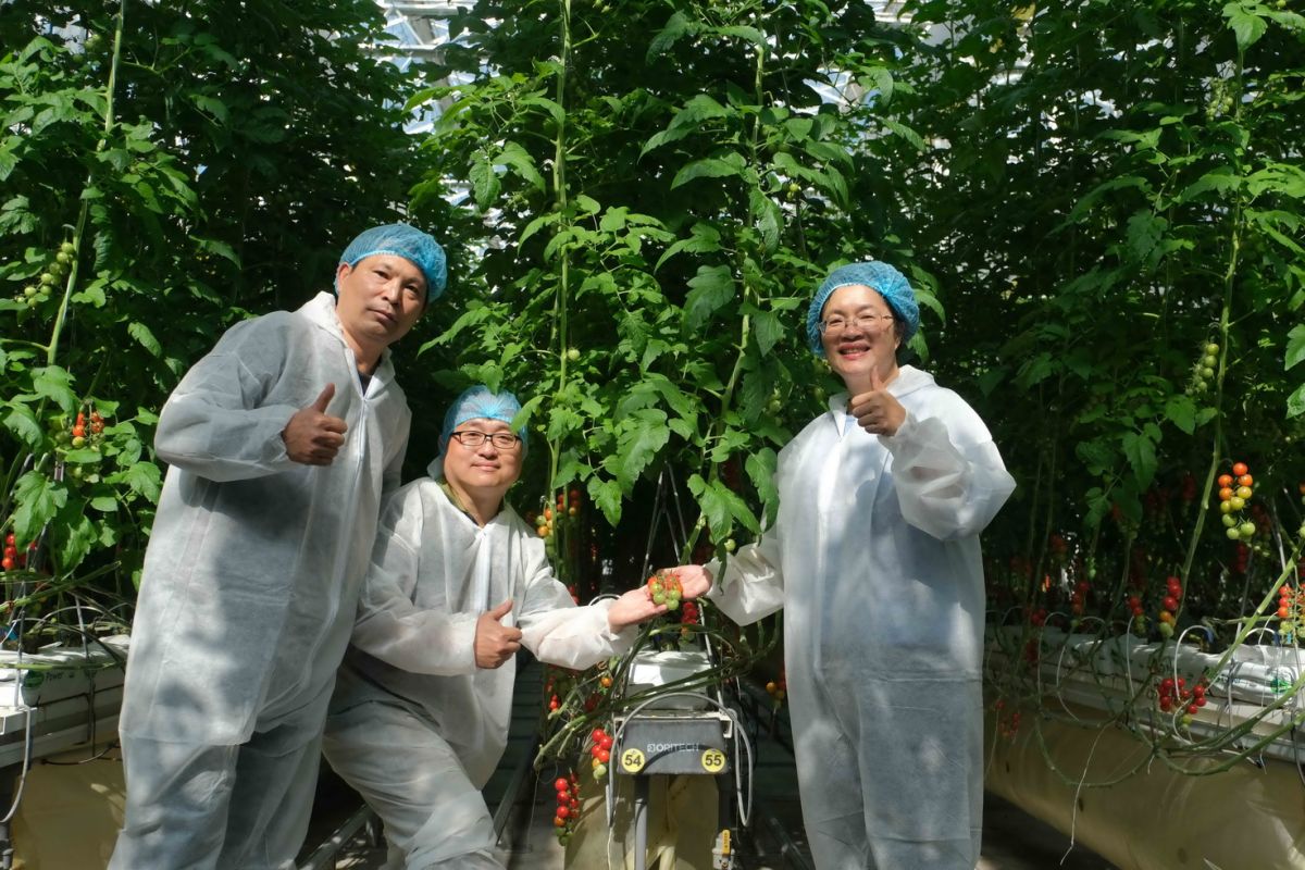 ▲蕃茄方舟成立全台首座荷蘭系統溫室栽培農場，番茄方舟-2019新品發表會，將成為新興農業的綠寶石。（圖／記者陳雅芳攝，2019.01.10）
