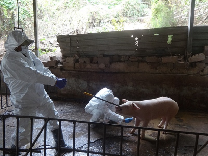 ▲金門為防範非洲豬瘟，防疫動作拉高規格。（圖／金門縣府提供, 2019.01.10）