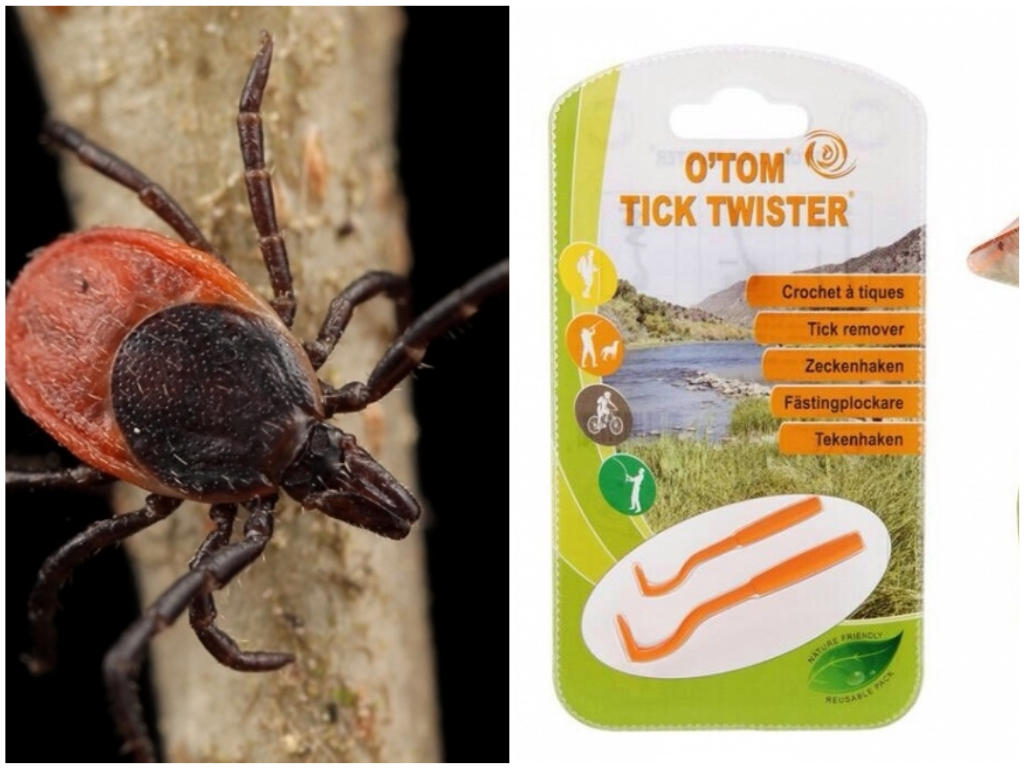 ▲連艾薇兒都曾被咬的「壁蝨」不能硬拔，用工具就能三秒移除。(圖 / 翻攝自網路)