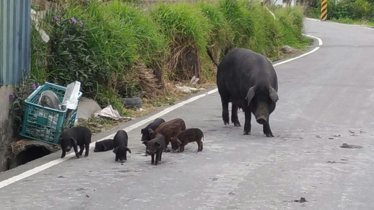 ▲大甲警方表示，鍾姓竊嫌係因進入被害人飼養豬圈，意圖竊取豬隻占為己有 (圖／警方提供2019.1.12)
