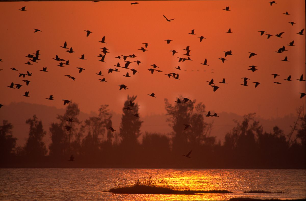 ▲鸕鶿是金門具特色的冬候鳥，每年10月陸續抵達金門度冬。（圖／金門國家公園提供, 2019.01.12）