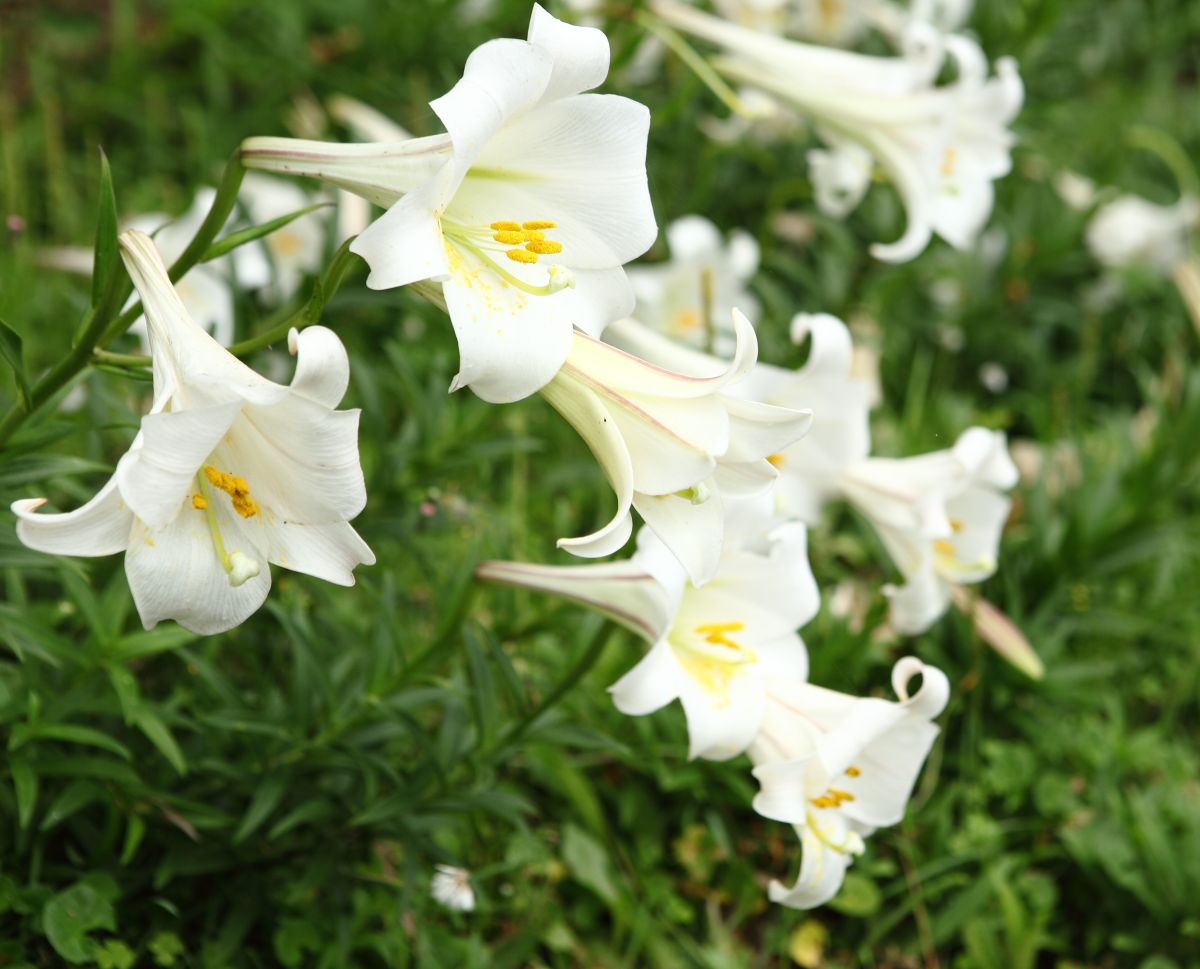 ▲台灣百合復育有成，範圍已自北海岸拓展至東北角。（圖／新北市農業局提供）