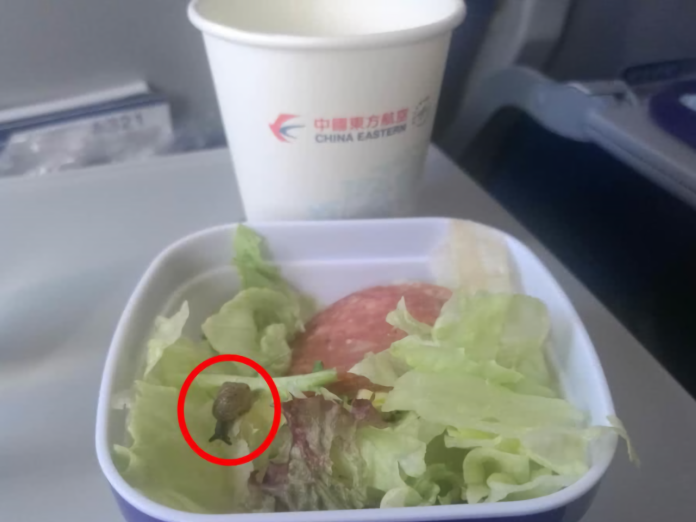 ▲上海民眾楊小姐去年搭乘從上海飛往澳門的東方航空MU2007航班，在飛機餐的沙拉中赫然發現一隻活蝸牛。 (圖 / 翻攝自南方都市報)