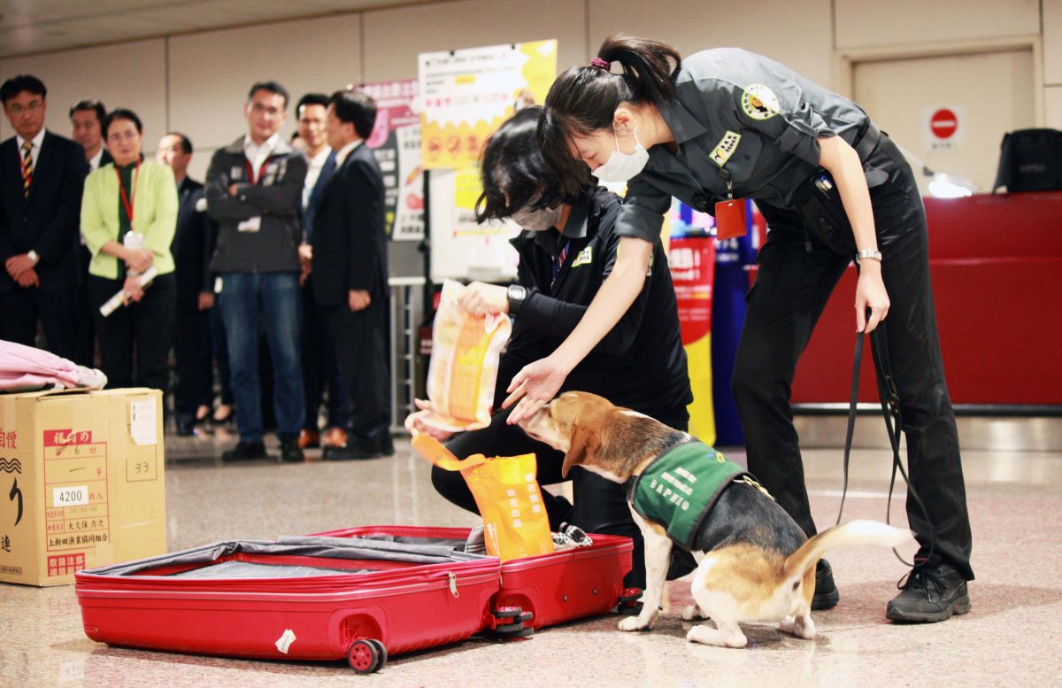 ▲Amy Qin 盛讚台灣防疫成果，「我看到為什麼台灣的防疫會被讚揚」。（圖／記者李春台攝）