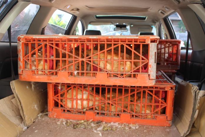 ▲專偷養雞場的偷雞集團遭斗南分局幹員破獲並查獲作案車輛和100隻贓雞。（圖／記者簡勇鵬攝，2019.01.14）