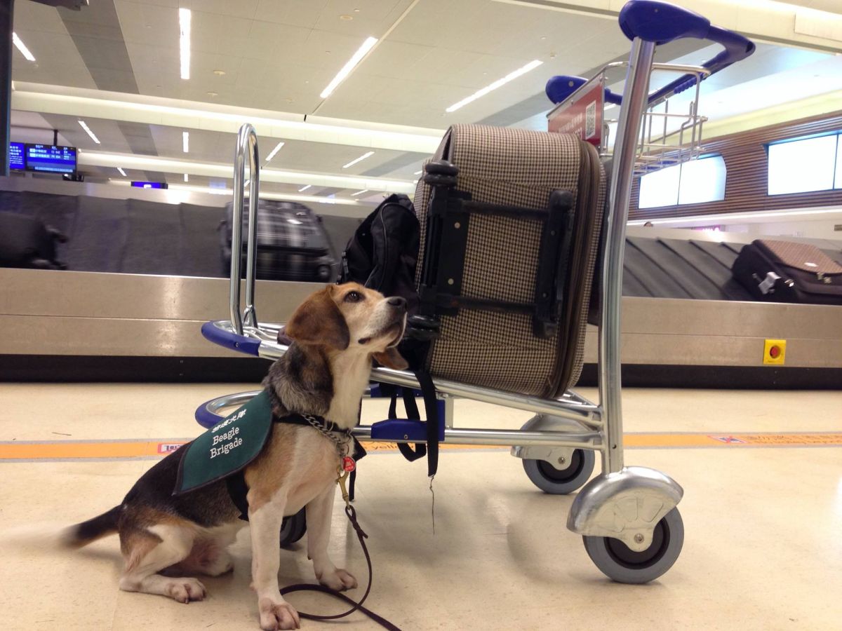 檢疫犬的一天十分辛苦。（圖／取自防檢局臉書）