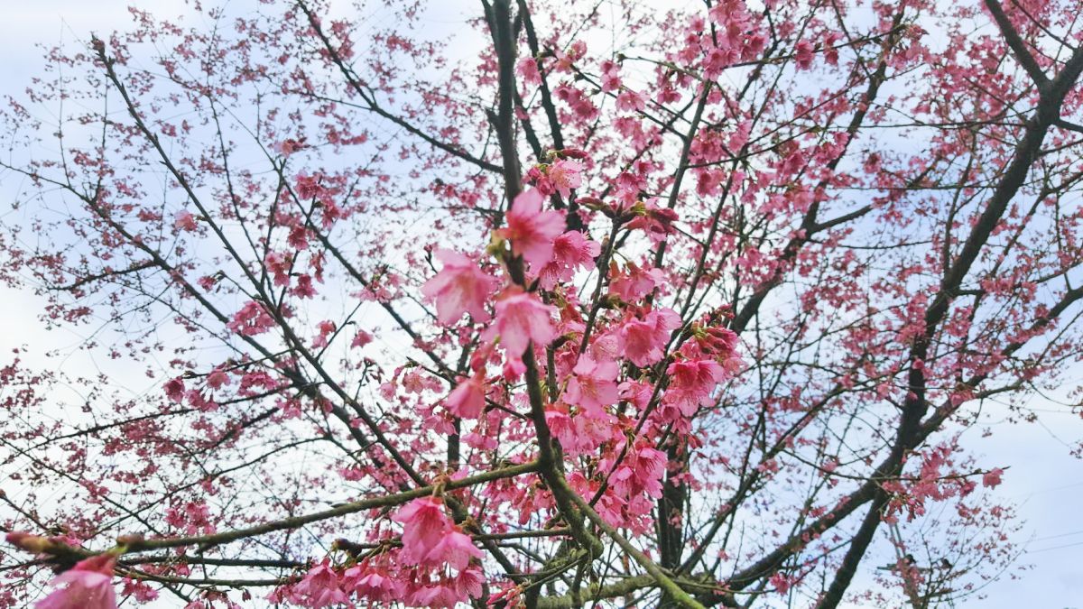 ▲新北市第一株櫻花綻放，整株盛開的櫻花為蓊鬱的山林感染浪漫的氣氛。（圖／新北市景觀處提供）

