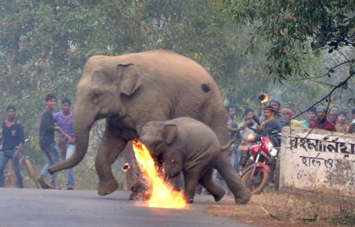 太狠心！誤入聚落的大象媽媽與寶寶　遭村民「火攻」驅趕
