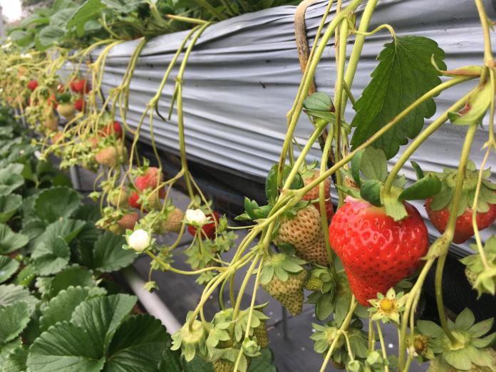 苗栗的草莓觀光果園。（圖／農委會提供）