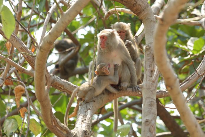 台灣獼猴破壞作物使人頭痛，林務局補助農民架設電網。（圖／林務局提供）