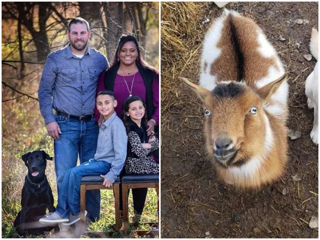 ▲美國一隻黑色拉布拉多跑出去玩，發現時竟多了一隻山羊。(圖 / 翻攝自 《The Dodo》)