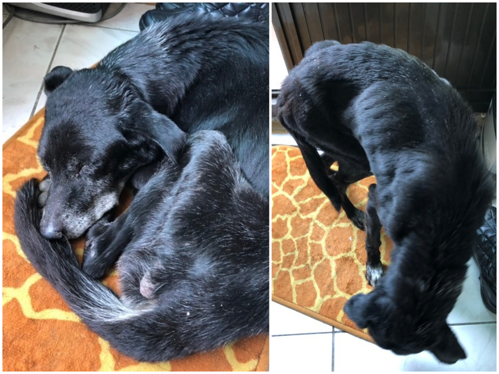 ▲女大生在河堤邊發現被棄養的老狗，堅持帶回家養。(圖 / 翻攝自「Dcard」)