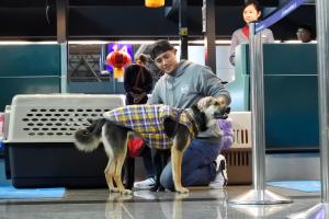 陳偉殷帶毛孩赴美送養。（圖／NOWnews資料照）