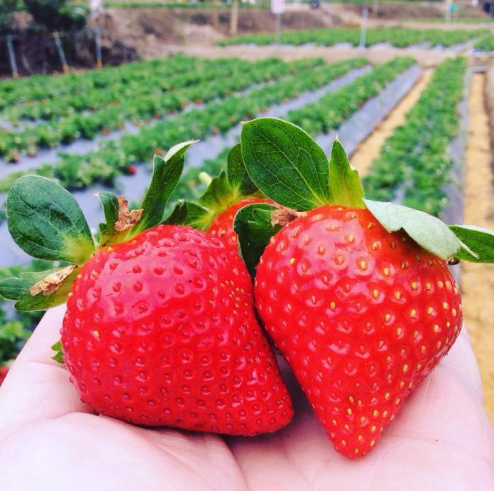 ▲年後草莓產量較大，價格也較便宜。(圖 /  翻攝自大湖旅遊網)