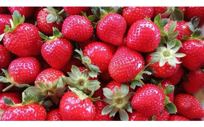▲冬天是草莓季，許多遊客會爭相到苗栗採草莓。(圖 /  翻攝自大湖旅遊網)