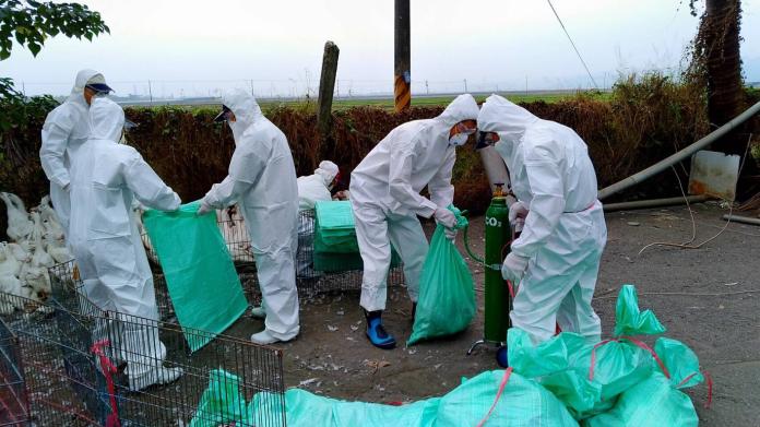 肉鴨場上市預警監測    檢出高病原性禽流感
