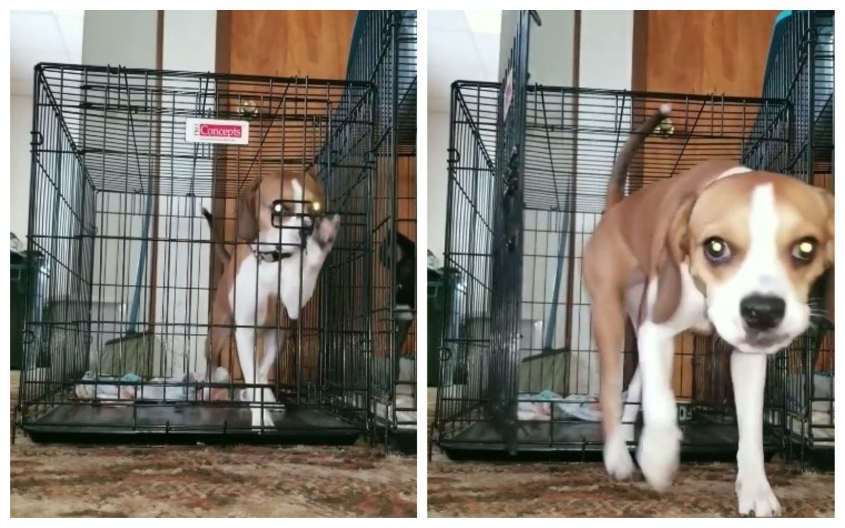 ▲網友分享自家狗狗， 15 秒神破解狗籠的影片。（圖／翻攝自 Ash Jordan 臉書）