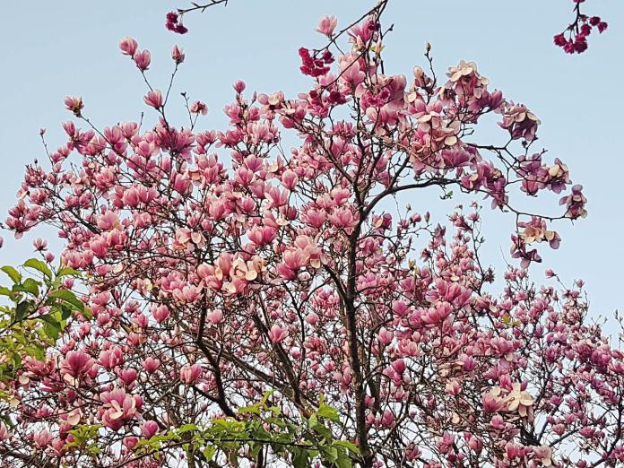 賞花秘境　楓樹湖木蓮花海綻放　宛如粉紅泡泡好浪漫
