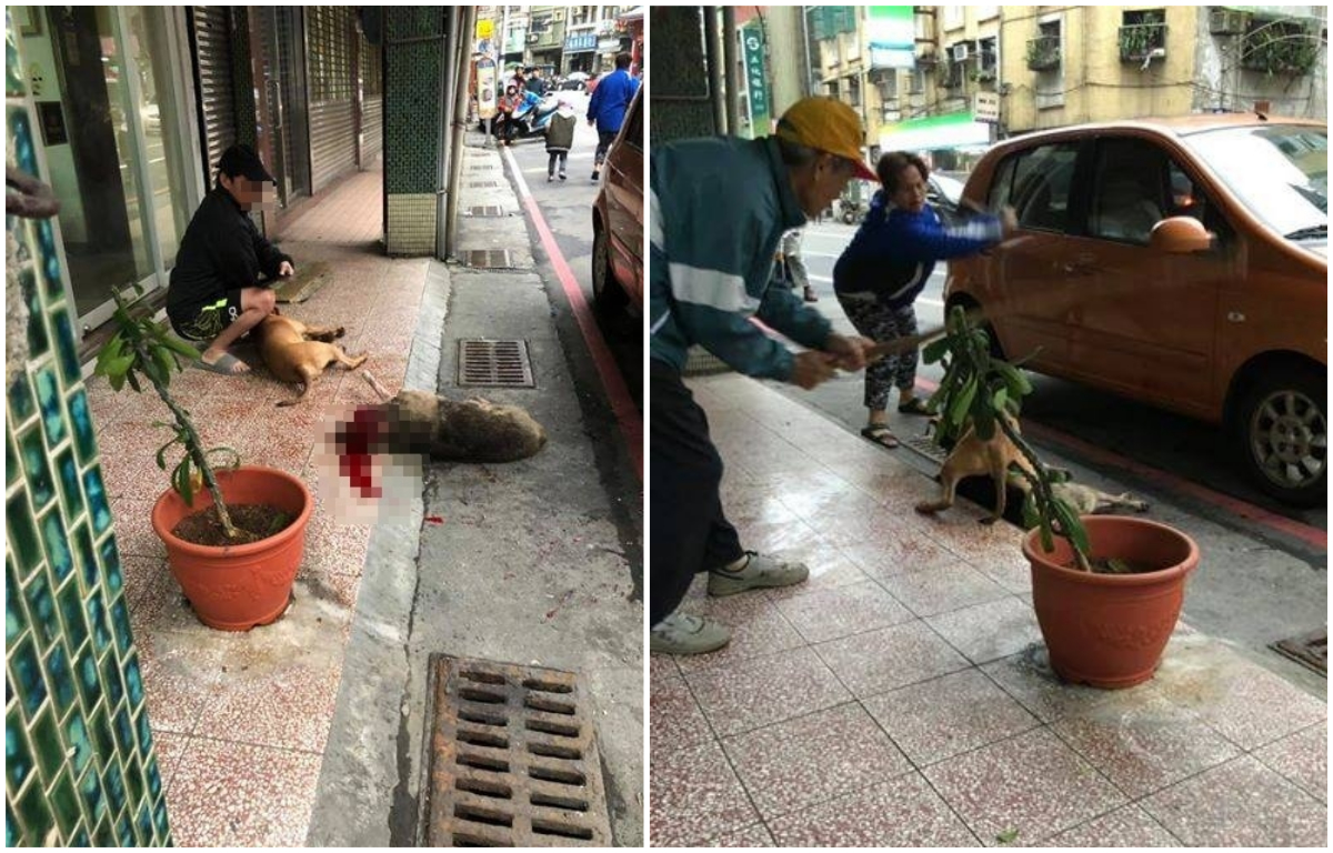 ▲基隆虐狗慣犯陳姓男子放任自家比特犬咬死浪浪。(圖 / 翻攝自臉書「基隆人踹共」)