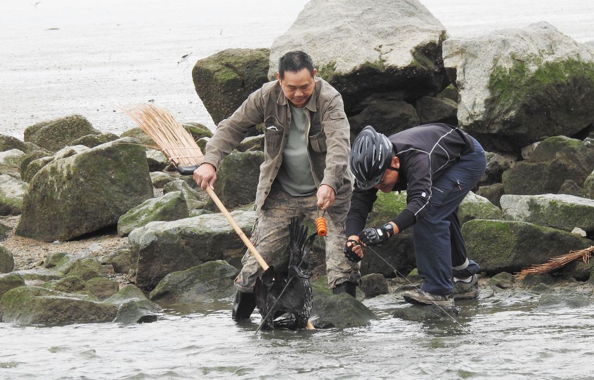 ▲桃園鳥友楊家亭在對岸深圳灣遊憩拍鳥，親眼目睹大陸鳥友營救受困鸕鶿的一幕，讓他回國後感觸很深，呼籲大家一定要愛護生態環境。（圖／拍鳥俱樂部成員楊家亭提供, 2019.01.24）