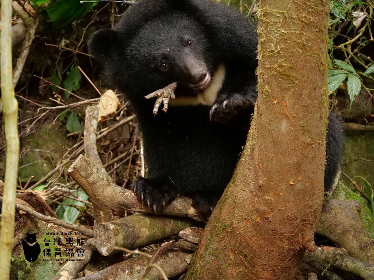 另一隻雞就沒那麼幸運了。（圖／取自台灣黑熊保育協會）