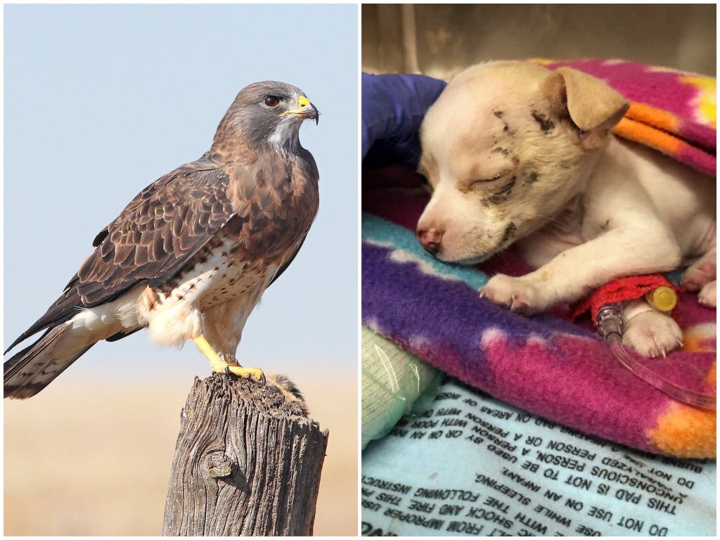 ▲美國一隻小狗從天上被老鷹拋下，奇蹟只受輕傷。(圖 / 翻攝自Pixabay、The Dodo)