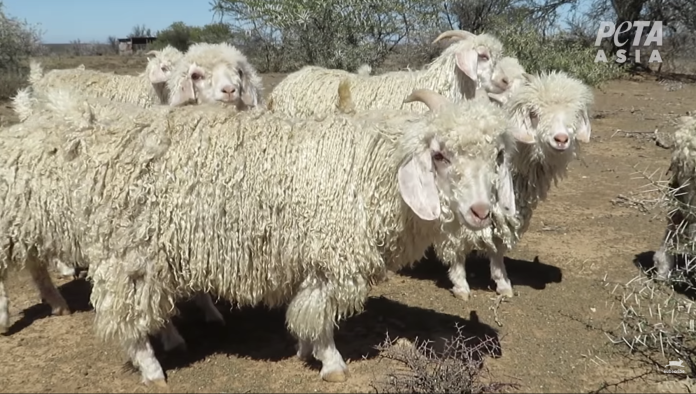 染血的毛衣！4萬山羊遭斷頭慘死　馬海毛殘忍影片曝光
