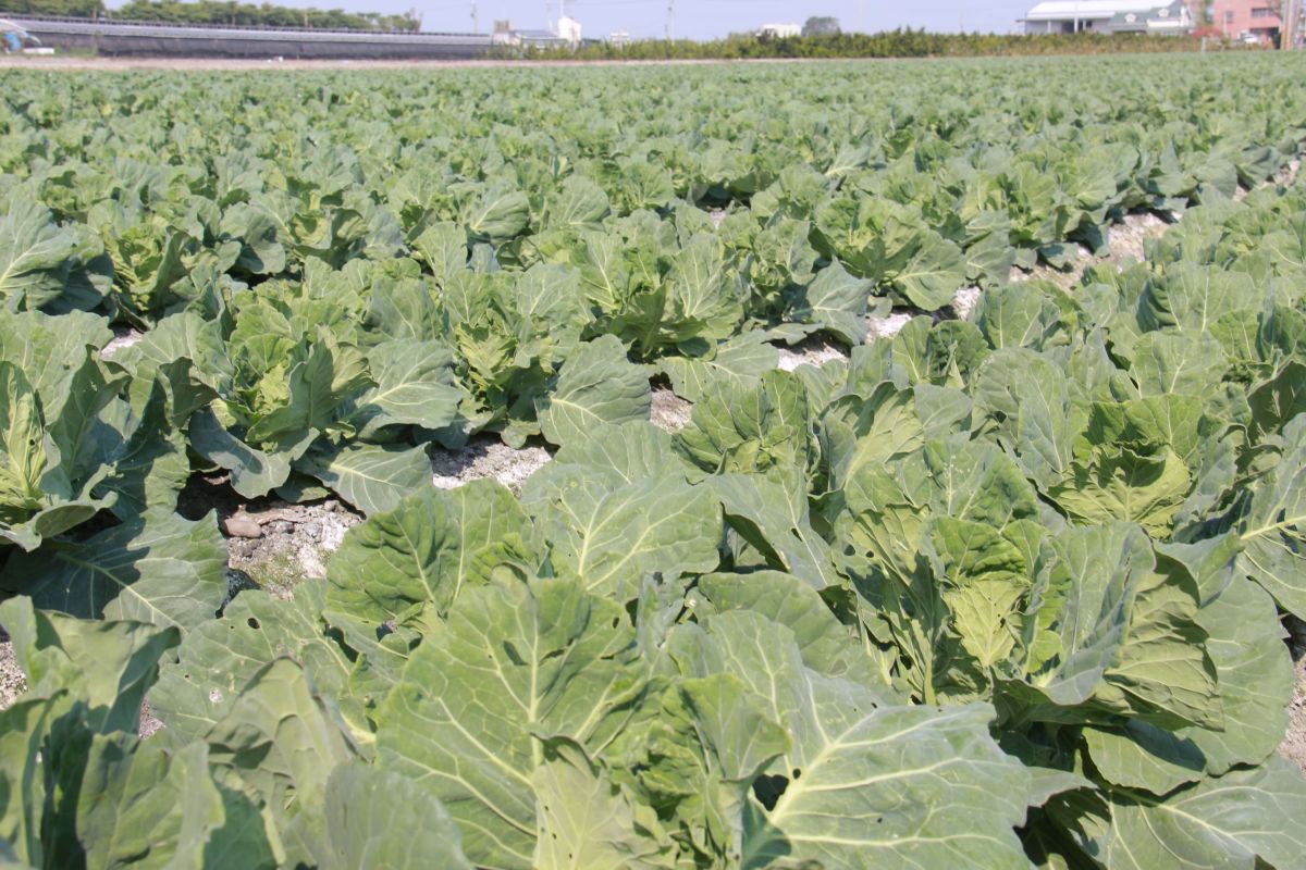 （圖／記者陳雅芳攝，2019.01.28）