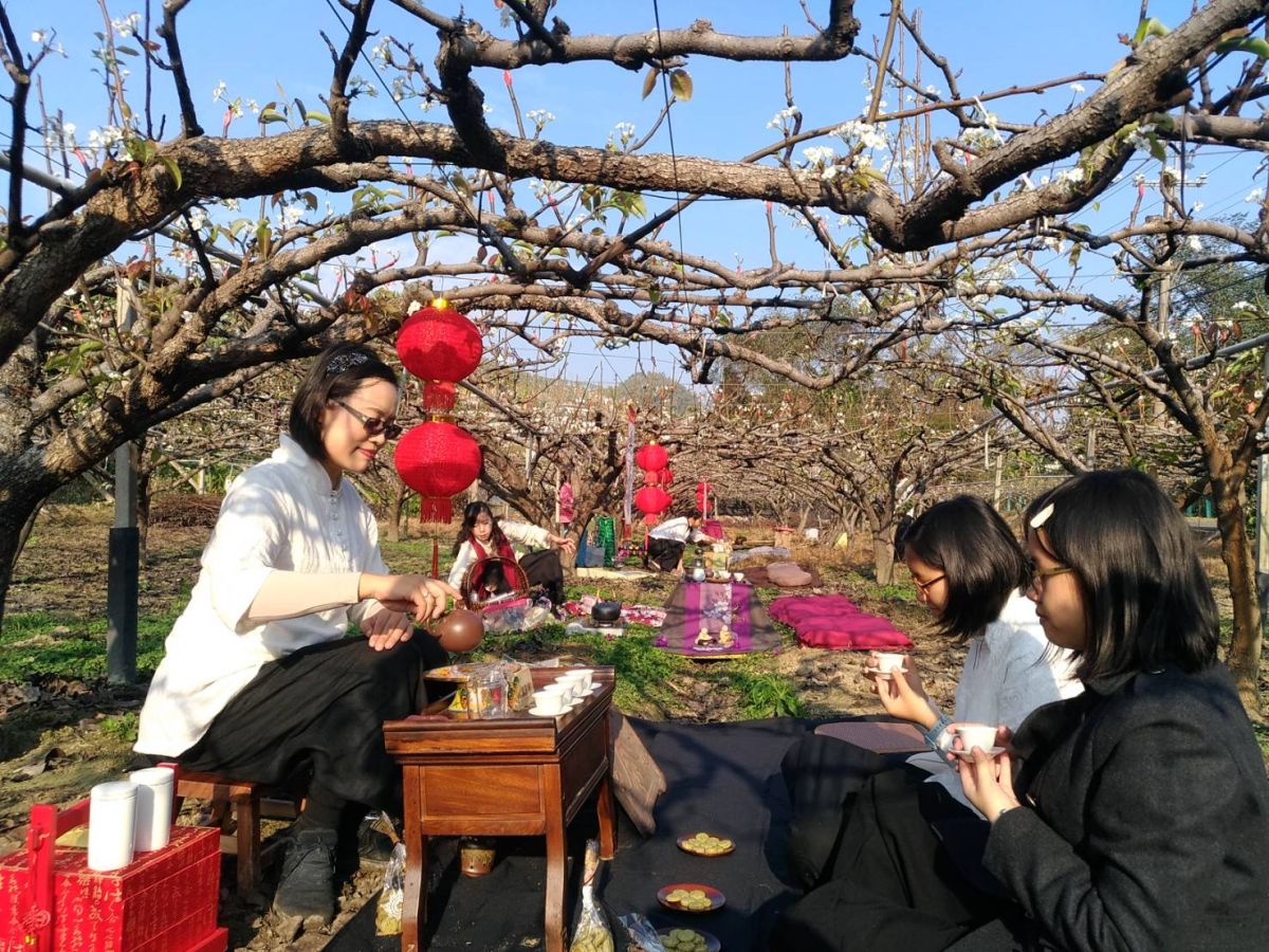 ▲竹崎玉觀音高接梨花開，茶藝師在花下展茶藝。（記者/李佩昕攝2019..1.29.）