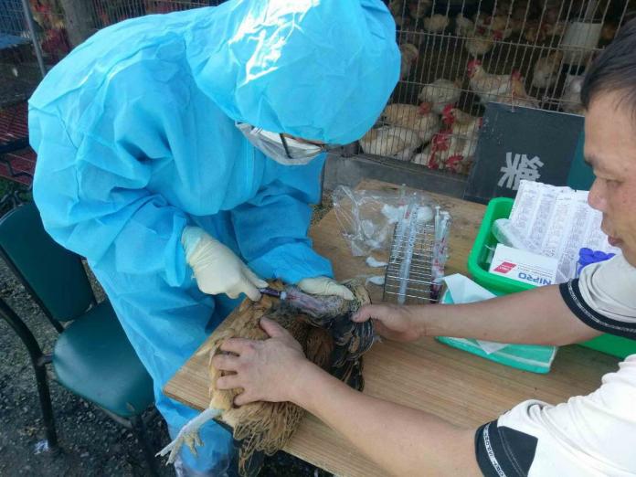 ▲新北市動保處的人員抽檢禽場雞隻血清，進行禽流感監測的採樣。（圖／新北市動保處提供）