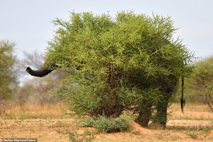 ▲攝影師捕捉到大象躲在樹叢後，宛如在玩捉迷藏的景象。（圖／翻攝自每日郵報）