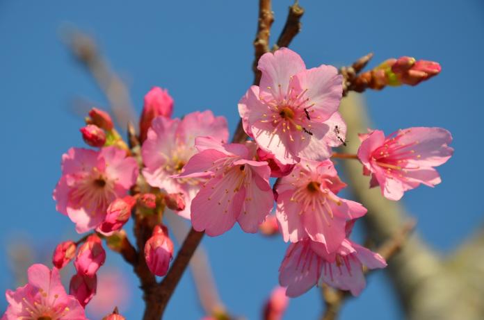 圖1-2：「本部八重岳櫻花祭」為沖繩當地與全國最早開花的櫻花祭，其周邊種植高達 7,000 株的粉紅緋寒櫻。