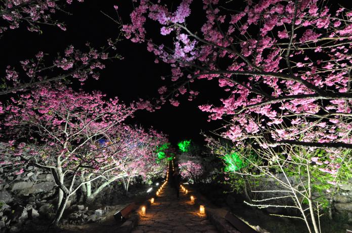 圖2-2：沖繩知名世界遺產「今歸仁城跡」所舉行的「今歸仁御城櫻花祭」深受旅客喜愛。