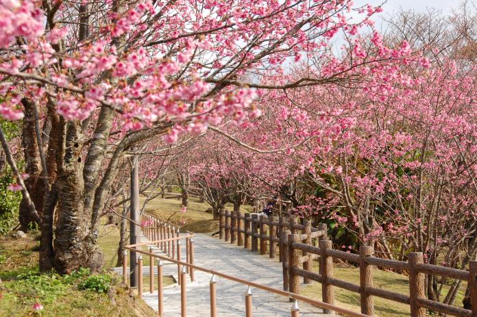 圖3-2：「名護中央公園」栽種高達 20,000 株的琉球緋寒櫻，還有總長2公里的櫻花步道。