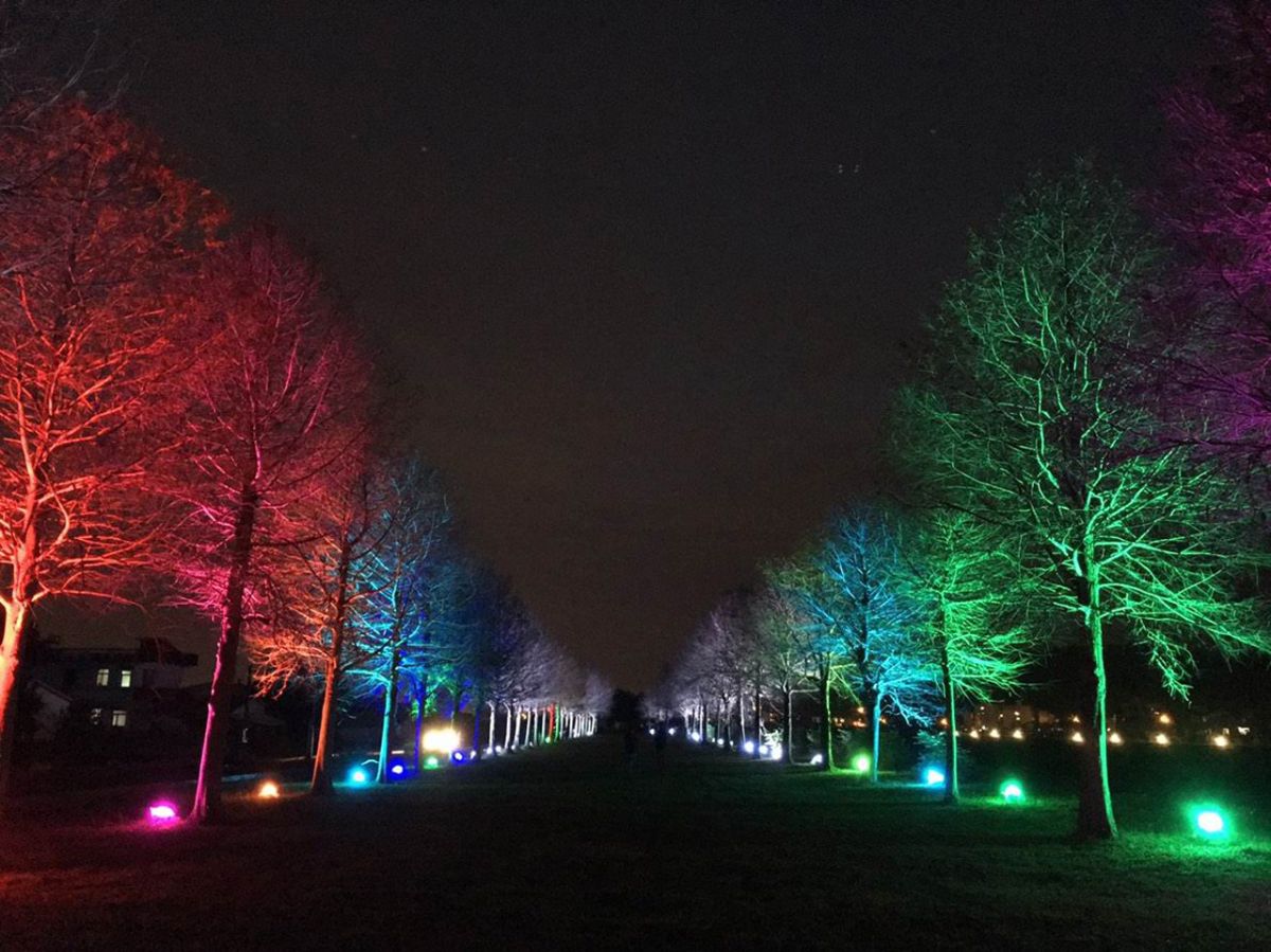 ▲三星鄉安農溪落羽松秘境 夜間燈光營造浪漫景緻。（圖／三星鄉公所提供）