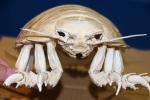 108013105 ▲長相有如外星生物的大型深海生物「大王具足蟲」現身在西嶼大義宮旁的螃蟹館(圖/記者張塵攝,2019.01.31)