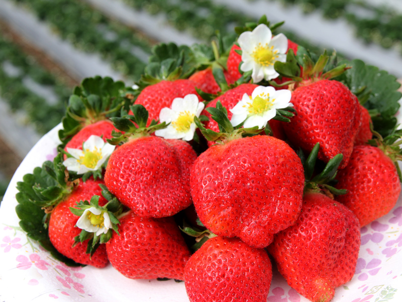 大湖草莓。（圖／泰安觀止官網）
