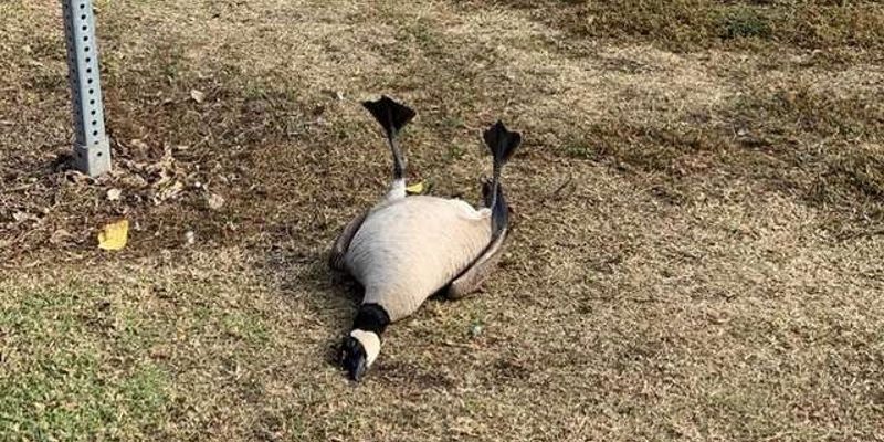 加拿大鵝倒公園草地瀕死　竟是不慎嗑到人類藥物！
