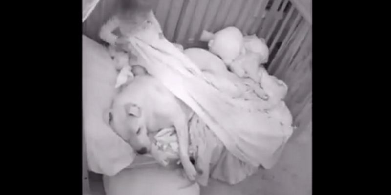 小朋友和狗狗一起睡午覺　媽媽透過監視器看到超暖心一幕！
