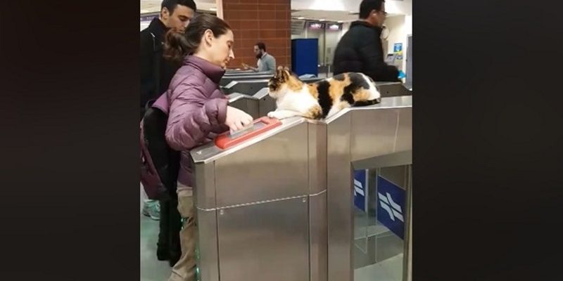 貓咪蹲坐以色列車站剪票機　監督人類不准逃票！
