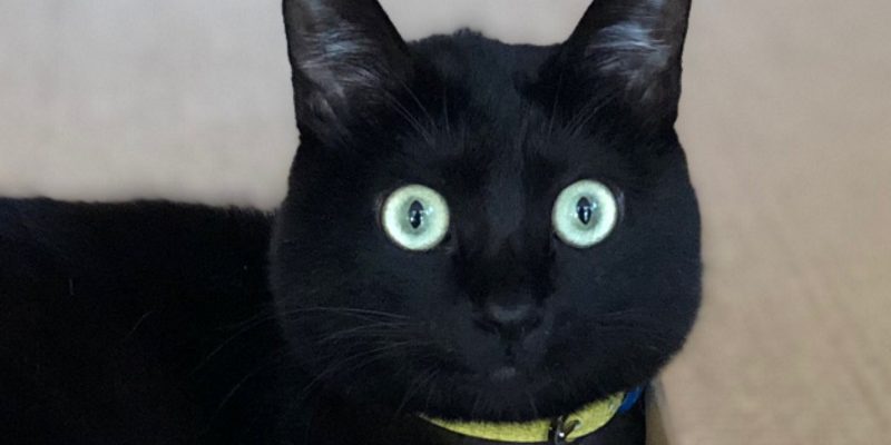 日本黑貓擁有又大又亮的澄澈雙眼　怎麼拍都上相！　
