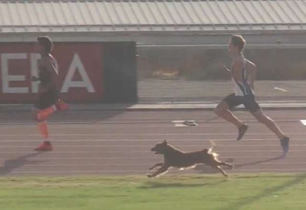 去年智利的國家田徑比賽在進行400公尺短跑項目時，一隻不知打哪來的狗狗突然亂入賽道！