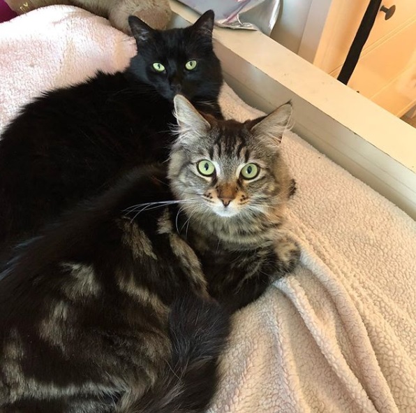最近引發話題的就是這二隻貓咪—蒂娜和路易斯。（圖／instagram＠tina__and__louise）